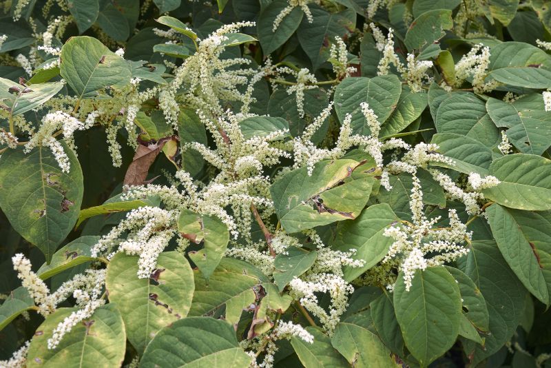 Japanese Knotweed Treatment Service