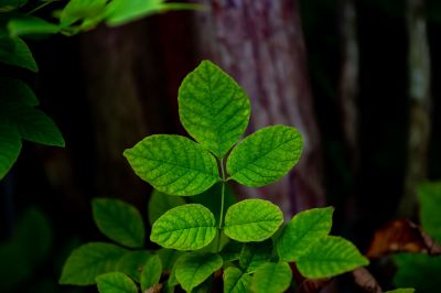 Poison Ivy Removal in Honolulu, HI