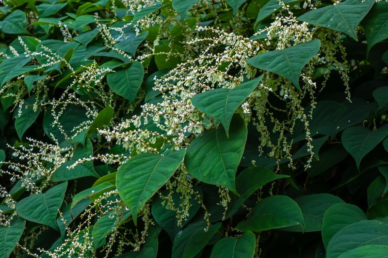 Products For Japanese Knotweed Treatment Service in use