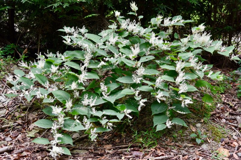 Japanese Knotweed Treatment Service