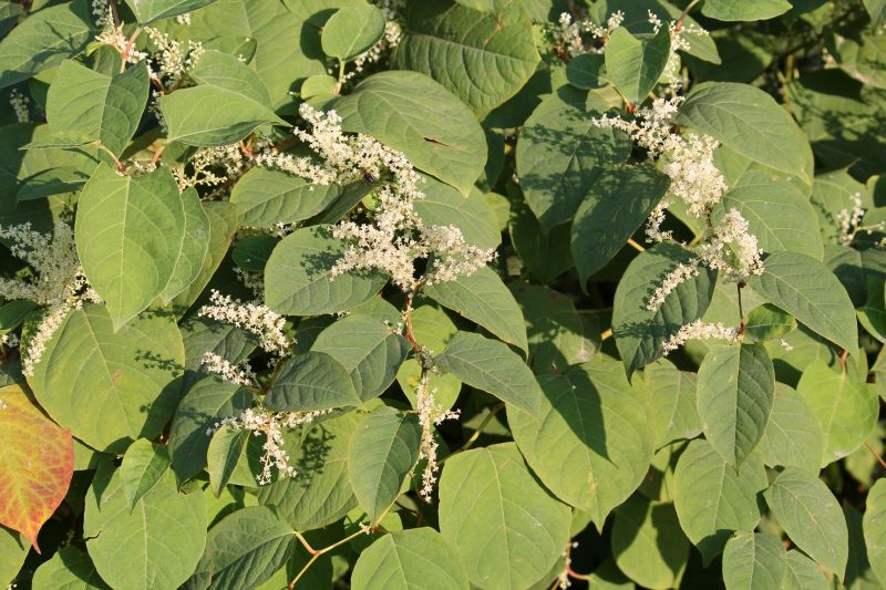 Japanese Knotweed Treatment Service