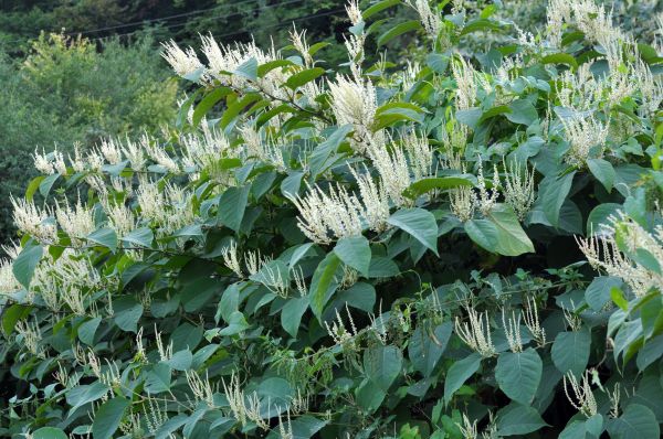 Japanese Knotweed Treatment Service, Japanese Knotweed Removal Service ...
